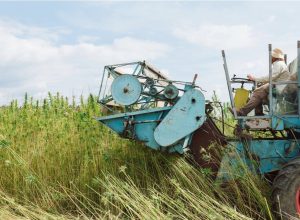 Federal Hemp Loophole and State Action: A Growing Pressure Point