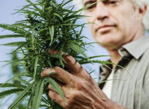 The Green Promise, The Rotting Surplus: Is New York Failing Its Farmers?